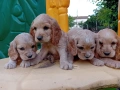 Английски кокер шпаньол, снимка 4