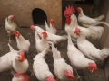 Кокошки бял Легхорн, снимка 1
