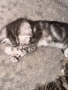 Шотландски котенца, снимка 6