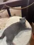 Британско женско коте таби , снимка 6