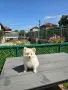 Померан Померанче, снимка 4