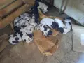Продавам малки дратхаарчета, снимка 2