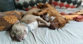 Американски питбул териер ,,Ред ноус''(American pitbull terrier Red nose), снимка 11