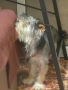 Продавам куче Йоркширски териер, снимка 1