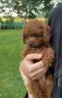 Пудел той / poodle toy, снимка 5
