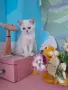 Британски и Шотландски котенца, снимка 11