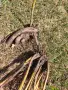 БОЖУРИ сортови корени за цъфтеж догодина 3 сорта, снимка 8
