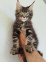 Коте Мейн Кун , снимка 3