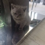 Британски късокосмести котета, снимка 2