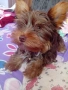 мини йоркширски териер , снимка 2