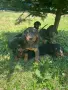 Ловджийски гончета , снимка 2