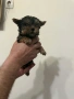 Продавам мини йоркита, снимка 3