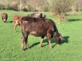 Юници крави телета бикове, снимка 2