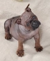 Chongqing Dog китайски булдог , снимка 3