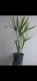 Водна палма, циперус, cyperus alternifolius Big form, снимка 3