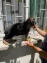 немски овчарки на 2 мес. , снимка 5