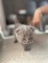 Шотландски клепухи , снимка 4