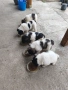 Кученца каракачанки , снимка 9
