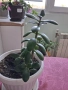 Стайни цветя - Кактус и Дървото на живота, снимка 6