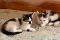 Котенца за осиновяване, снимка 7