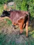 Продавам млечна крава , снимка 2