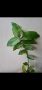 Традесканция, callisia soconuscensis Dragon Tail, снимка 2