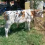 Мъжки Телета Ямбол , снимка 6