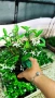 Жасмин, Trachelospermum Jasminoides, вечнозелен, студоустойчив, снимка 17