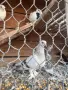 Продавам чифт турски , снимка 2