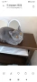 Британска котка на една година, снимка 3