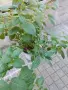 Обичка многогодишна/Фуксия Магеланика, снимка 1