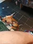 Пинчев малък класически, снимка 5