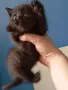 Британско късокосместо коте , снимка 8
