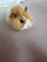 Продавам две сладки морски свинчета на един месец.Родени са на 23-ти Април🐹, снимка 3