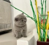 Мъжко чистокръвно британско котенце, снимка 6