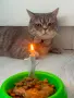 🐱 Продават се 3 прекрасни котета 🐱, снимка 6