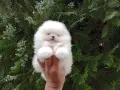 Бели мини Померани. Реални снимки !!! , снимка 4