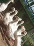 Гъски линда на 2 месеца, снимка 1