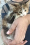 Подарявам котенца , снимка 4