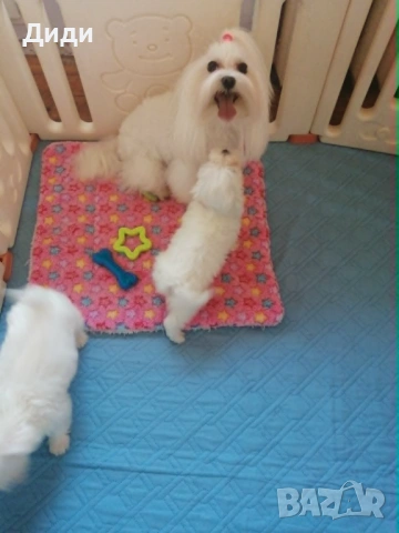 Малтийска болонка, снимка 2 - Болонка - 54104548