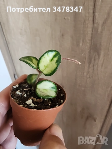Хоя Matilde variegata
