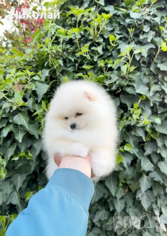 Померан мини момиче с всички ваксини, снимка 2 - Померан - 54340871