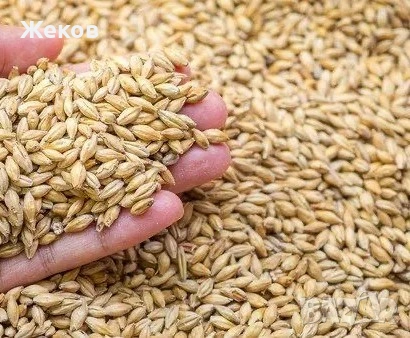 55кг ечемик за €10, реколта 25г.