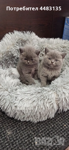 Котенца, снимка 10 - Британска късокосместа - 54756425