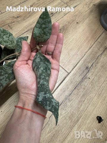 Hoya Хоя Caudata Gold 