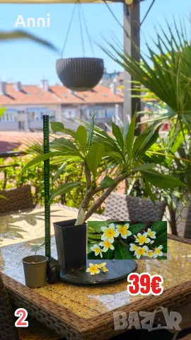 🌸 Плумерия (Frangipani) – Изберете си растение 🌸, снимка 2 - Градински цветя и растения - 55526267