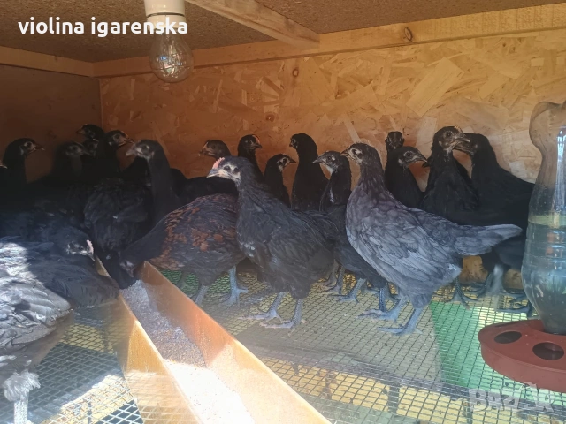 ярки и пилета , снимка 6 - Кокошки и пуйки - 54261403