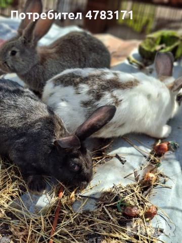 Зайци, снимка 3 - Други - 54037165