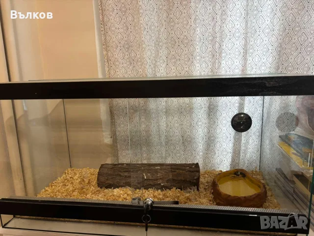 царевичен смок - pantherophis guttatus , снимка 3 - Змии - 55507534