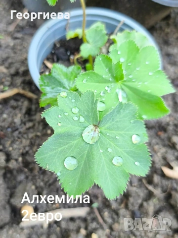 градински растения , снимка 17 - Сортови семена и луковици - 54944668